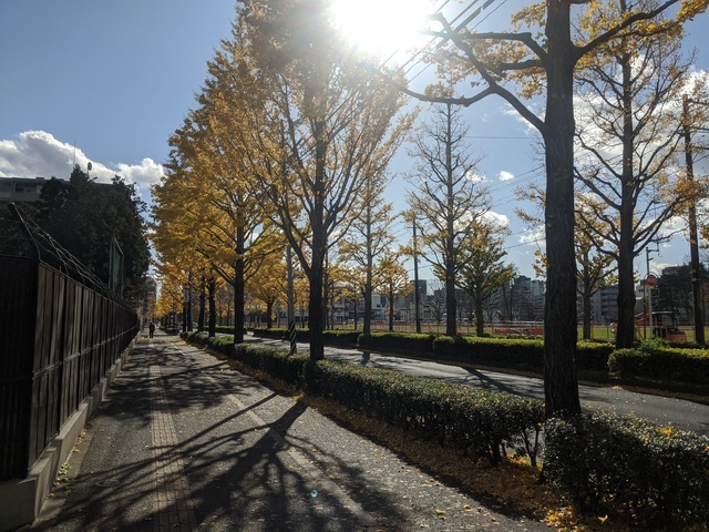 sendai-yellow-leaves